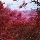 ©Richard Mosse.  Courtesy of the artist and Jack Shainman Gallery, New York.